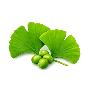 Venactiv — ginkgo biloba