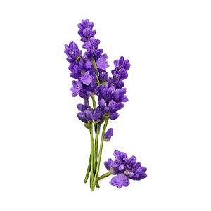 Venactiv — lavanda (Lavandula)