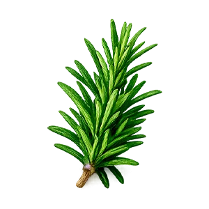 Venactiv — romero (Rosmarinus officinalis)